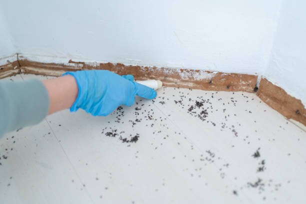 Best Bed Bug Extermination  in Presidio, TX